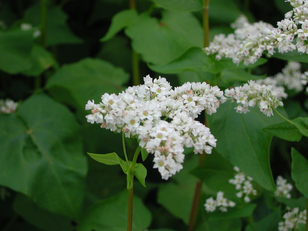 Soba Flowers in my back yard