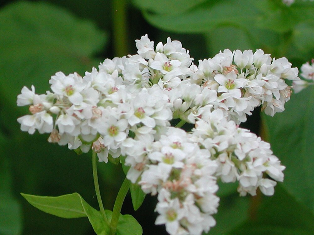 Soba Flowers