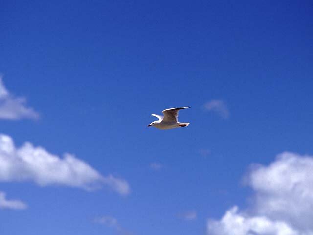 A seagull in the blue sky